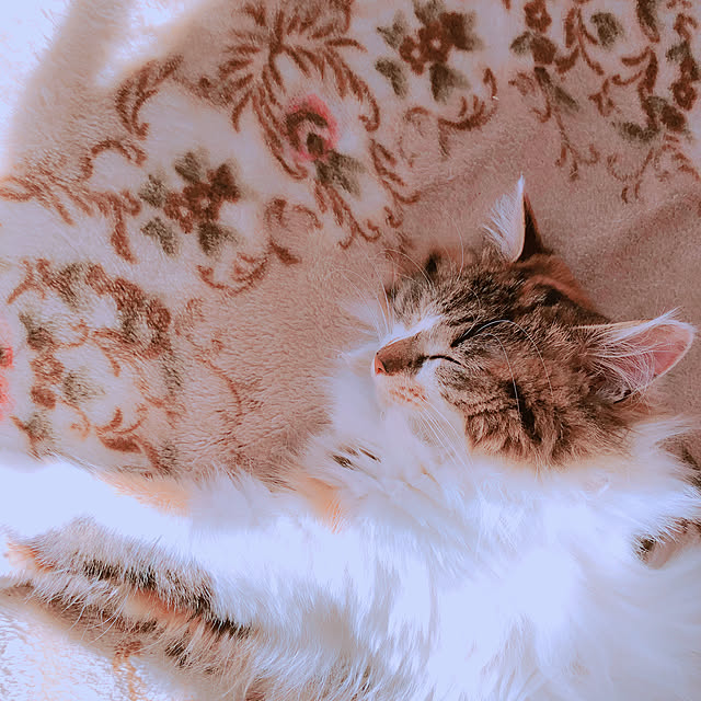 MASAさんの実例写真