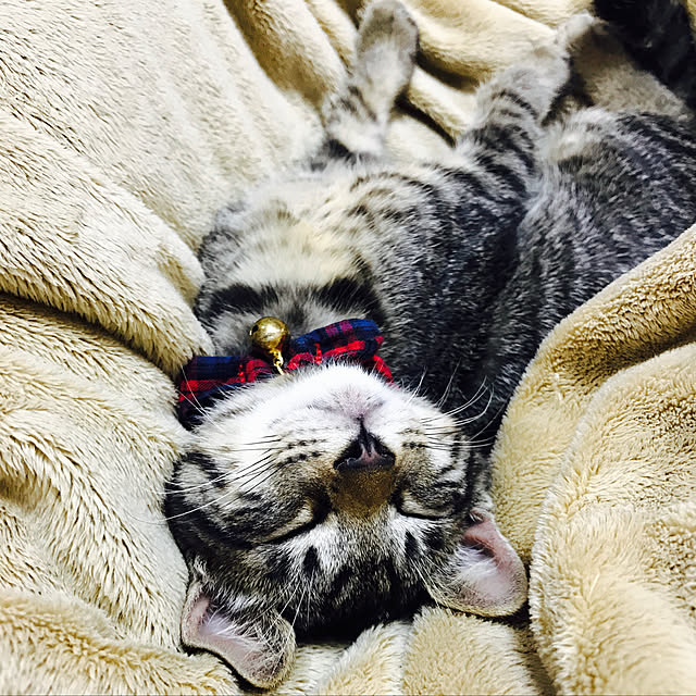 mkcさんの実例写真