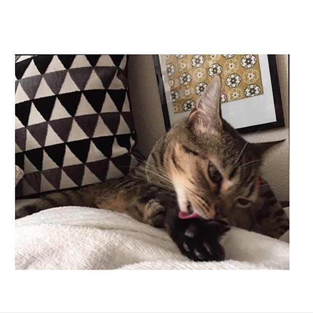 catwomanさんの実例写真