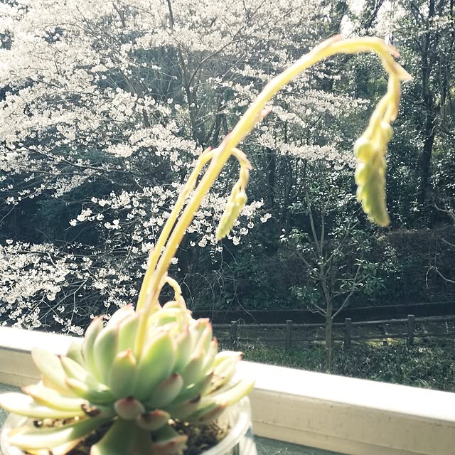 rookier05さんの実例写真