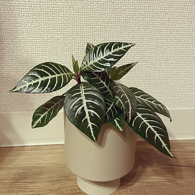 fumiさんの実例写真