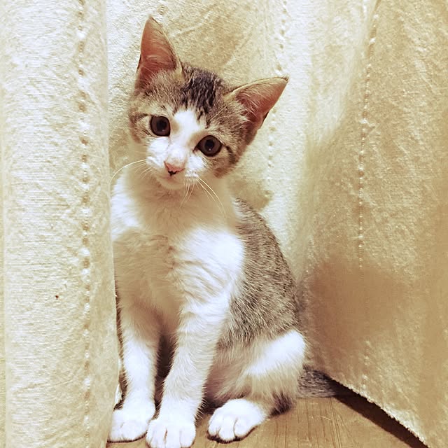 risuhaさんの実例写真