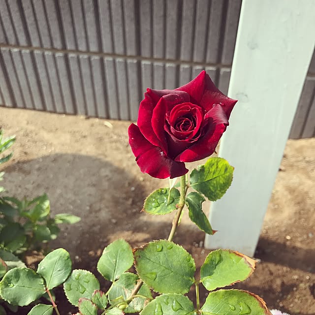 yuakimamさんの実例写真