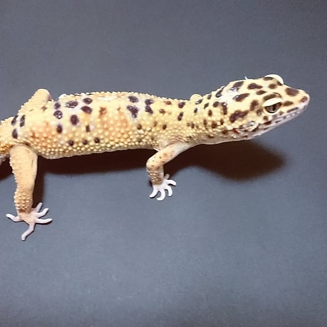chibi.ren.loveさんの実例写真