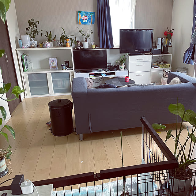 部屋全体/観葉植物/ダイソー/IKEA/ソファ...などのインテリア実例 - 2024-06-17 15:06:17