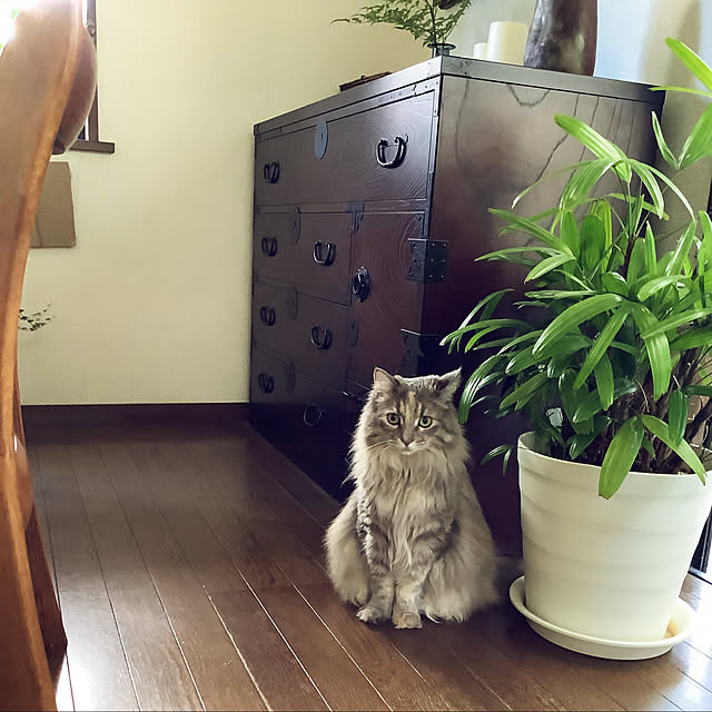 justyさんの実例写真