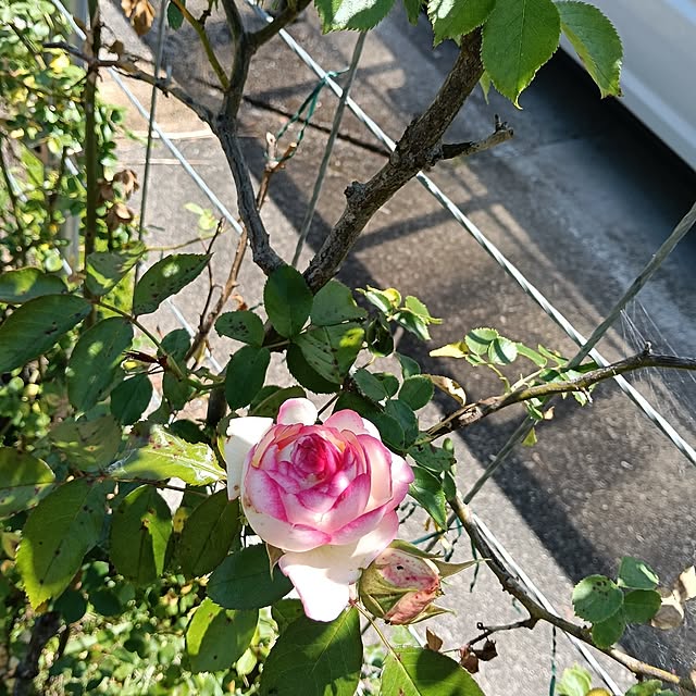 sumimarumiさんの部屋