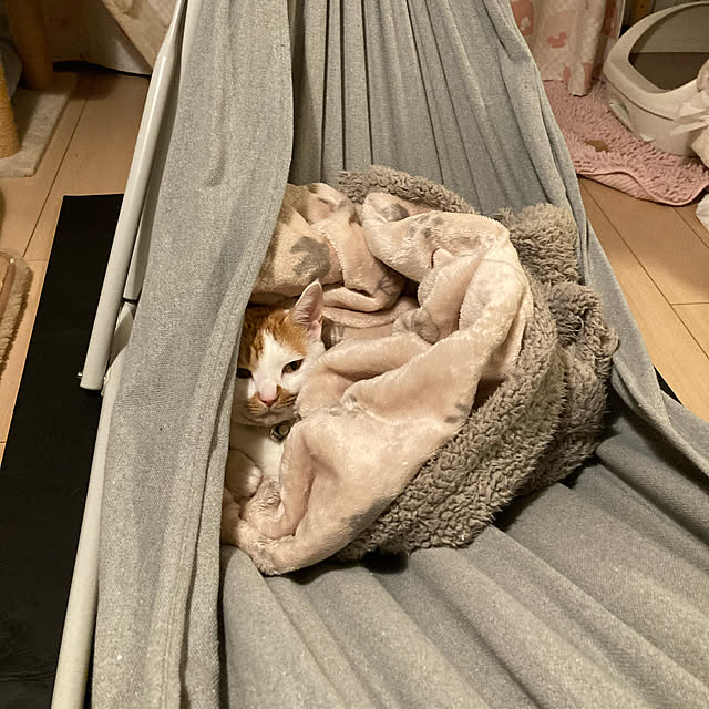 Gomaさんの実例写真
