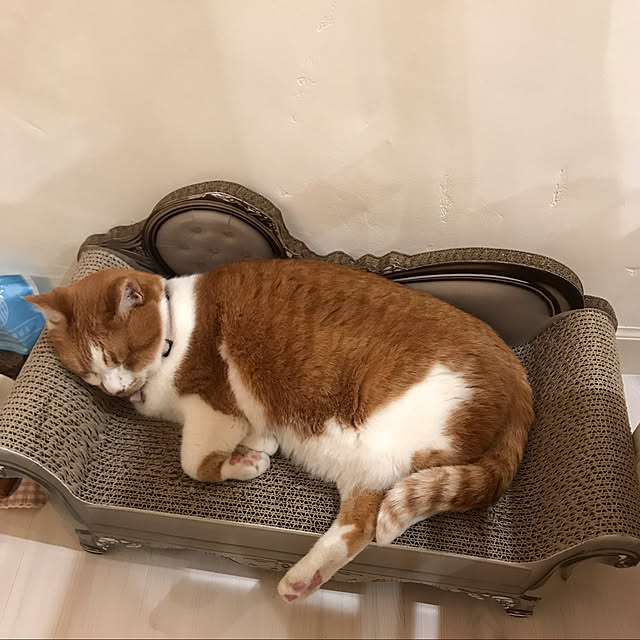 sakuraさんの実例写真