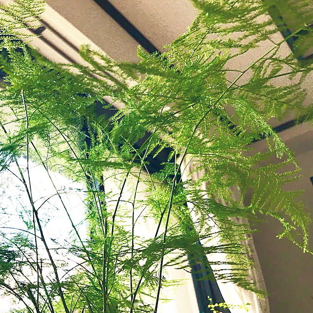 fuyiqian1026さんの実例写真