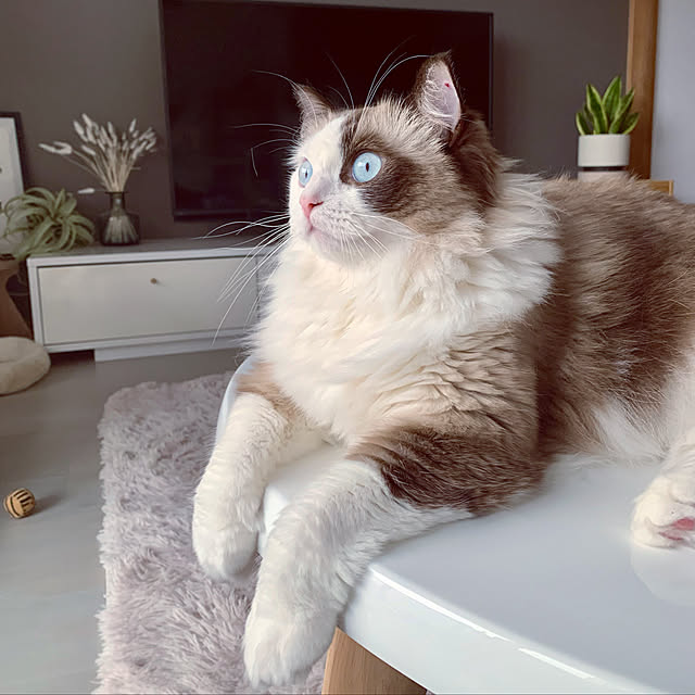 Micccaさんの実例写真