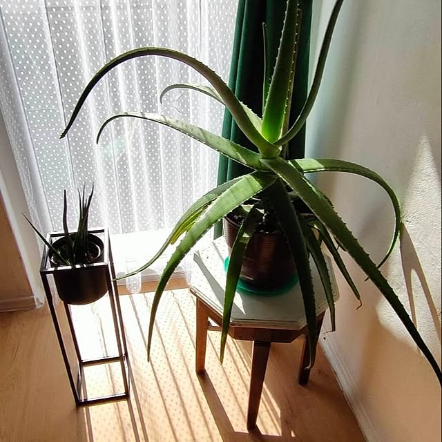 fuszliさんの実例写真