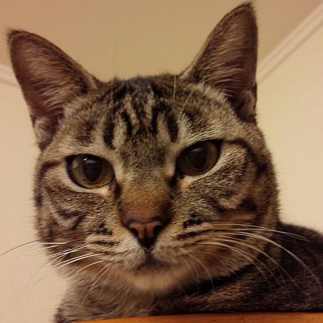 maoshinさんの実例写真
