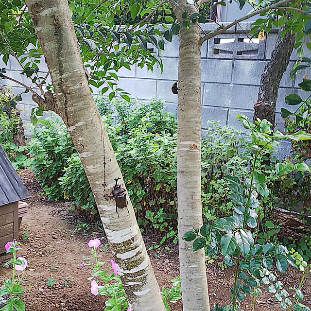 houenさんの部屋