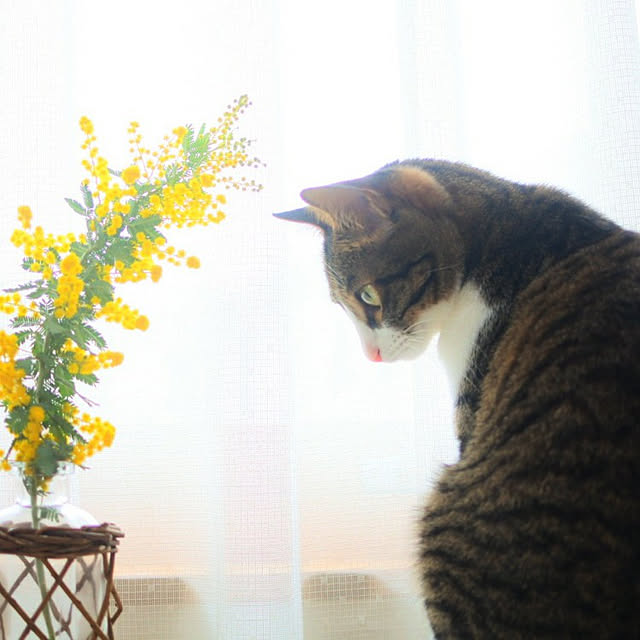 nikukyuuさんの実例写真