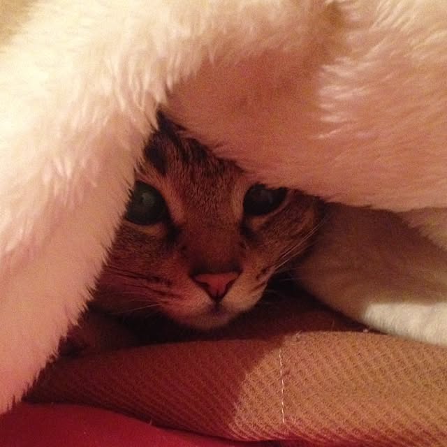 mimiishizawaさんの実例写真