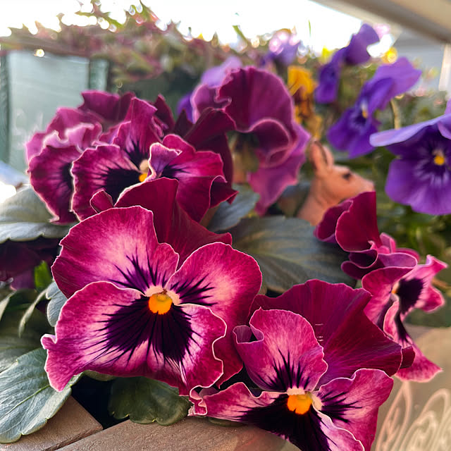 sata9さんの実例写真