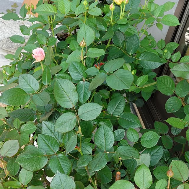 salacocoさんの部屋