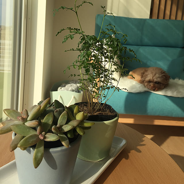 kilala_pさんの実例写真