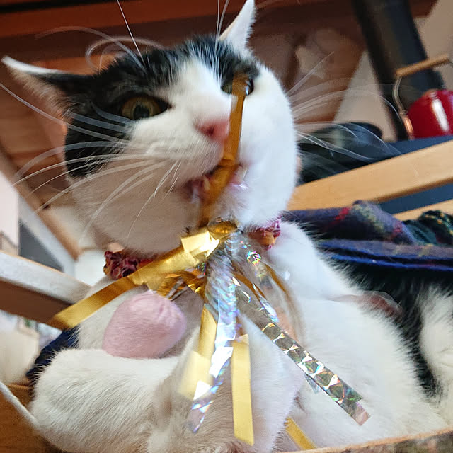 nekosamaさんの実例写真