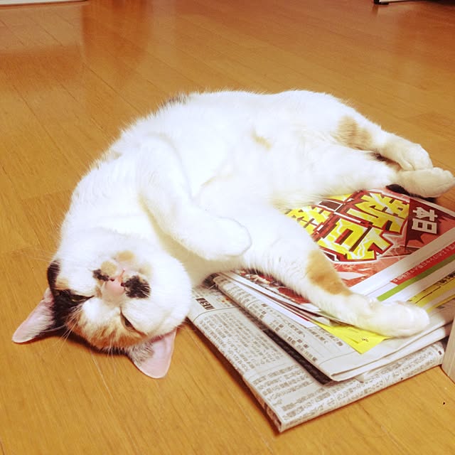 Kinanさんの実例写真