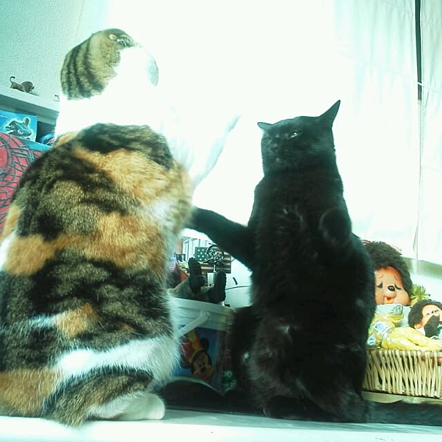 mikiさんの実例写真