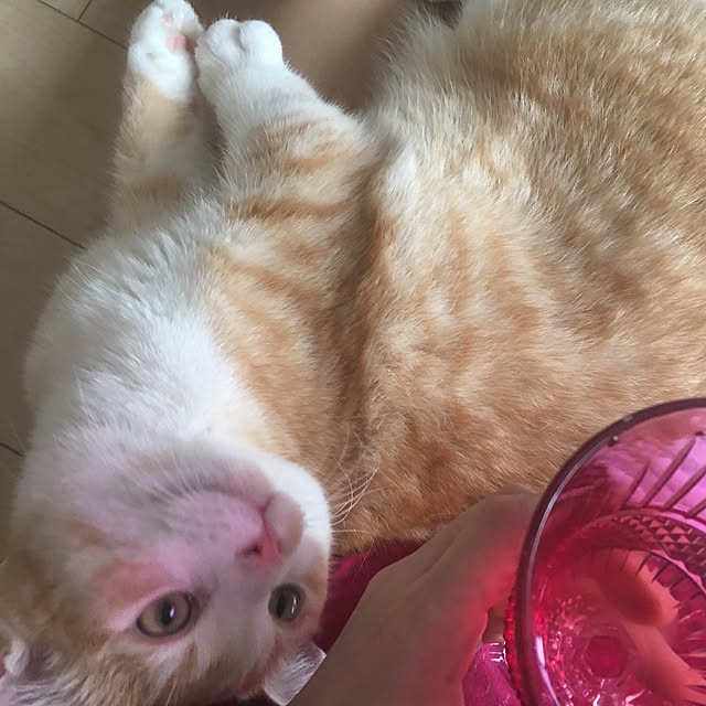 korinkorinさんの実例写真