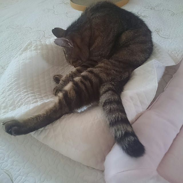 lilyさんの実例写真