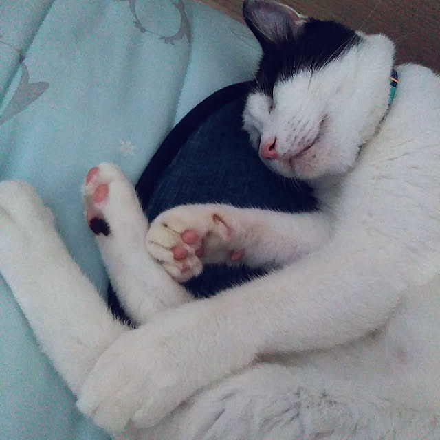 futukoさんの実例写真