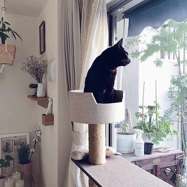 nekomiさんの実例写真