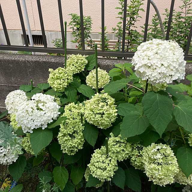 acocoroさんの実例写真