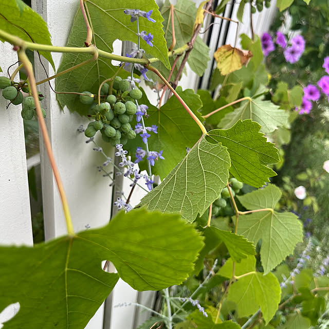 sakuraさんの部屋
