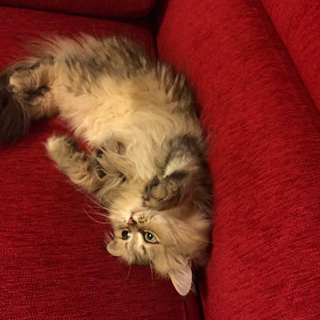 butachanさんの実例写真