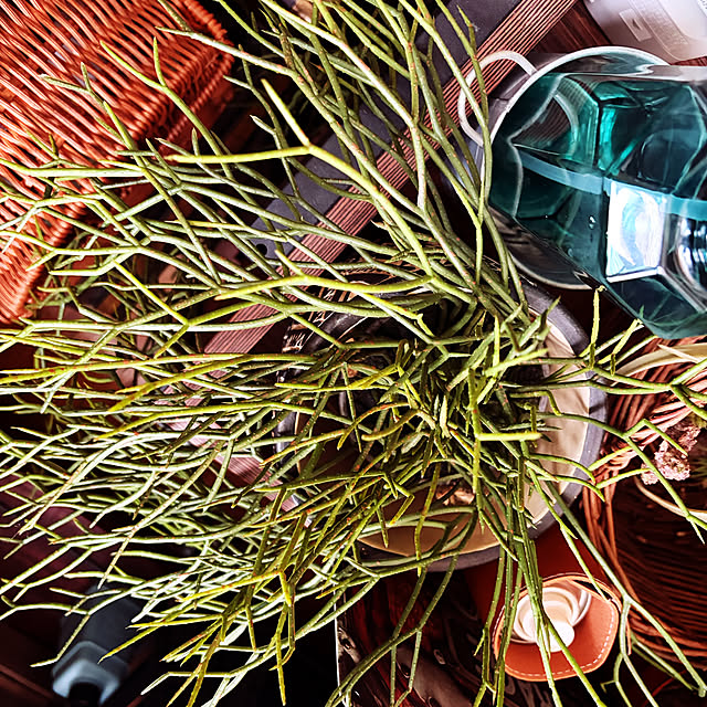 rintarotantan7さんの部屋