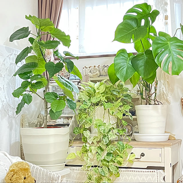 植物のある暮らし/観葉植物/グリーンのある暮らし/リビングのインテリア実例 - 2021-05-20 11:31:59