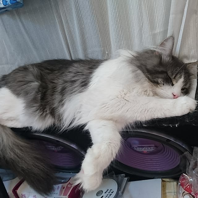 shinobuさんの実例写真