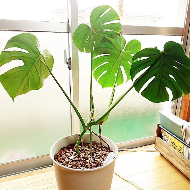 Etsuyoさんの実例写真
