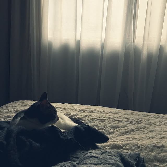 Shihoさんの実例写真
