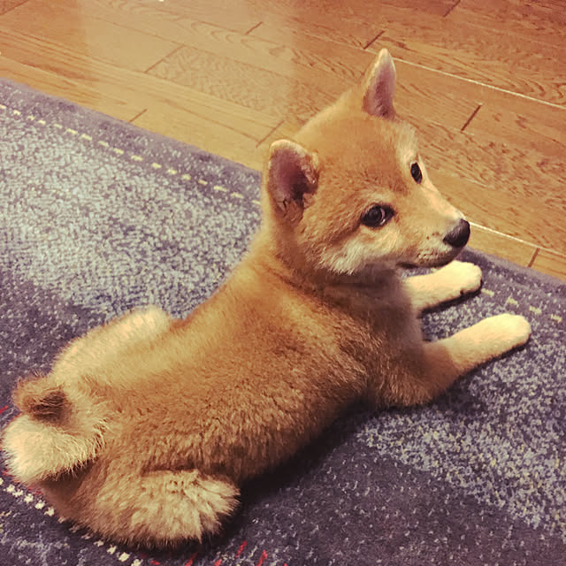 tanyuumoさんの実例写真