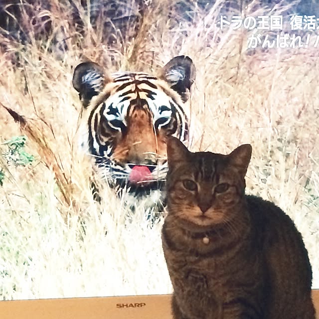 fukuさんの実例写真