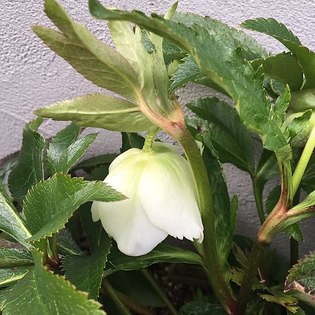 nomnom888さんの実例写真