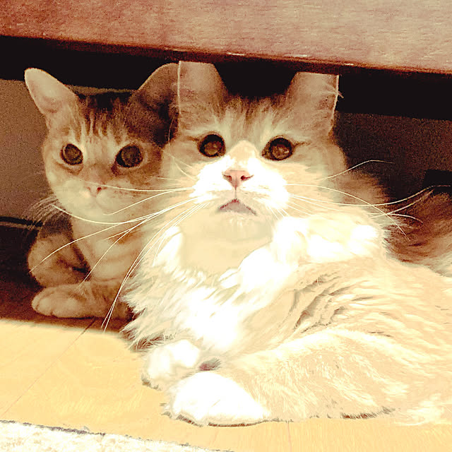 fuwafuwa0215さんの実例写真