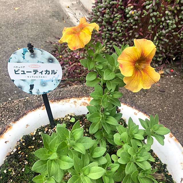 bibianさんの実例写真