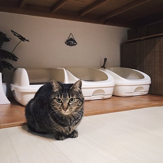 ineko_kさんの実例写真