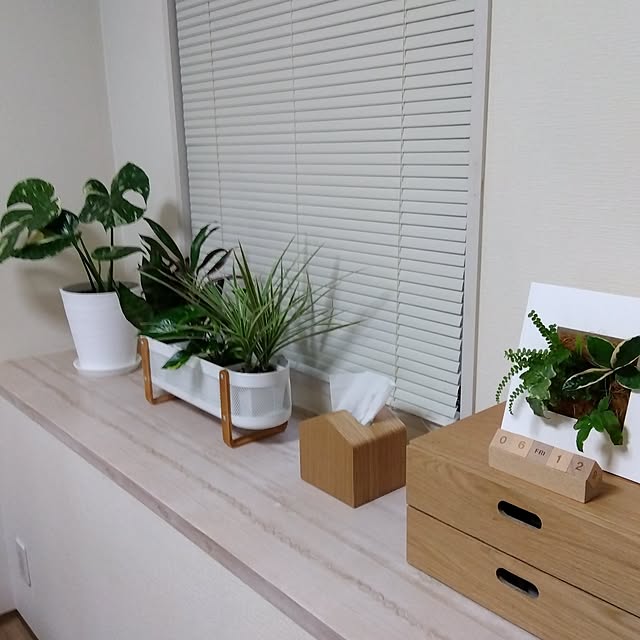 リビング/観葉植物のある暮らし/班入りモンステラ/ポトス/サンスベリア...などのインテリア実例 - 2026-06-12 13:47:04