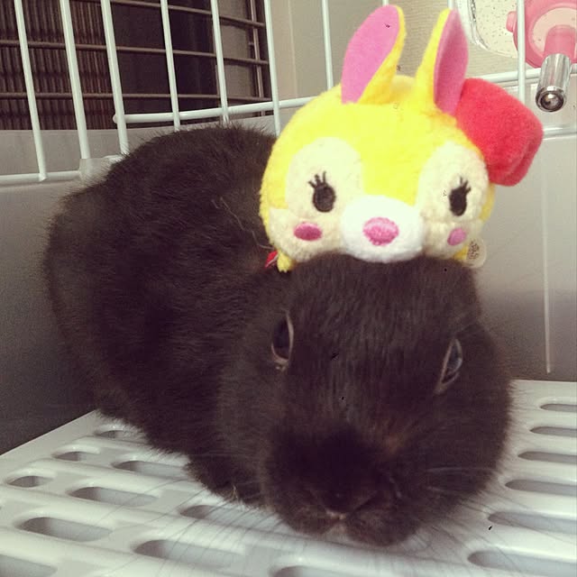 kkyyuunnさんの実例写真