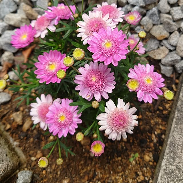 fleur-mamanさんの部屋