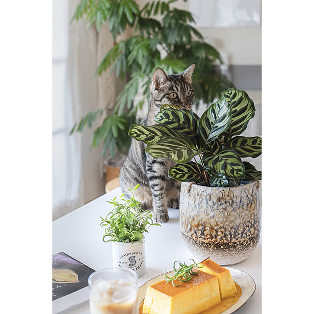 oliveさんの部屋