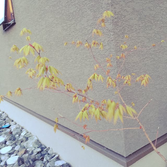 anaruさんの実例写真