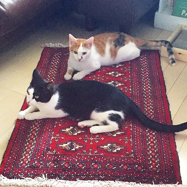 ziziguguさんの実例写真